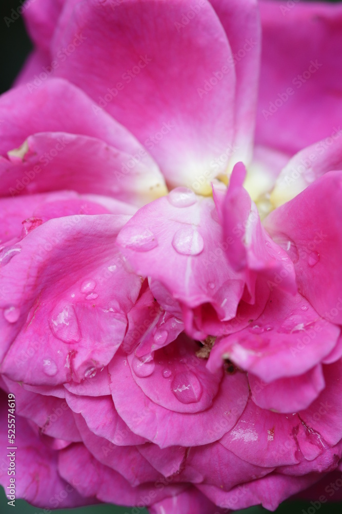 close up of a flower , macro flower portrait 