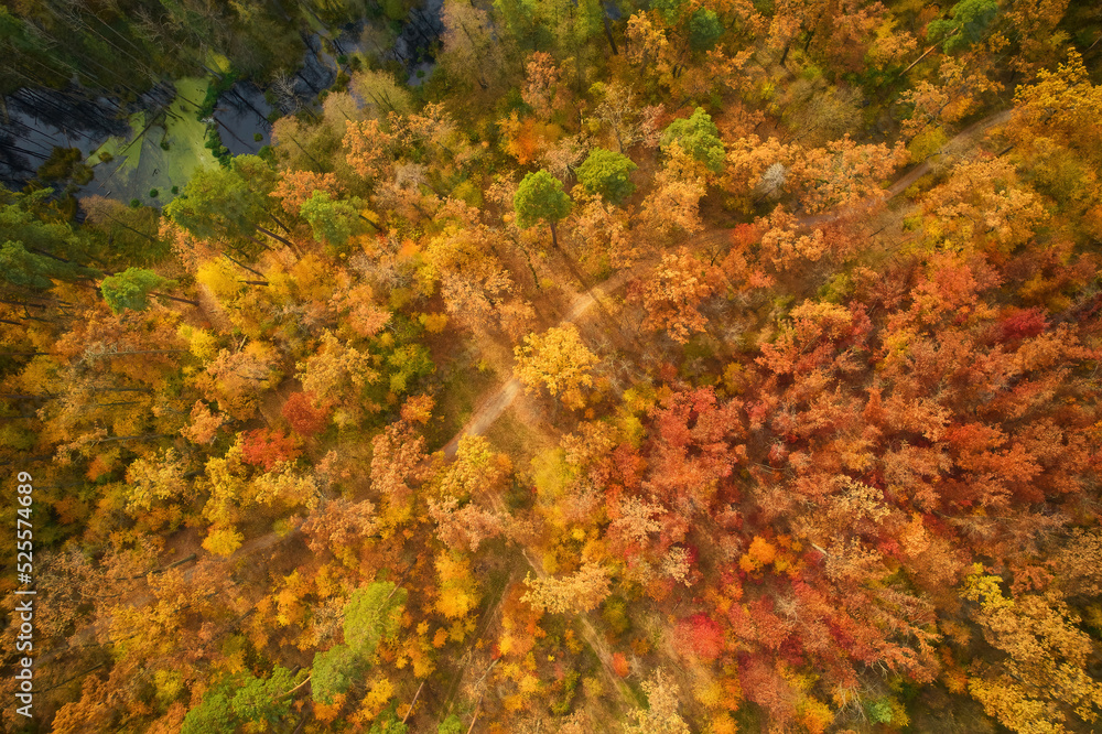 autumn colours in forest form above, captured with a drone. autumn colours in forest form above, captured with a drone.