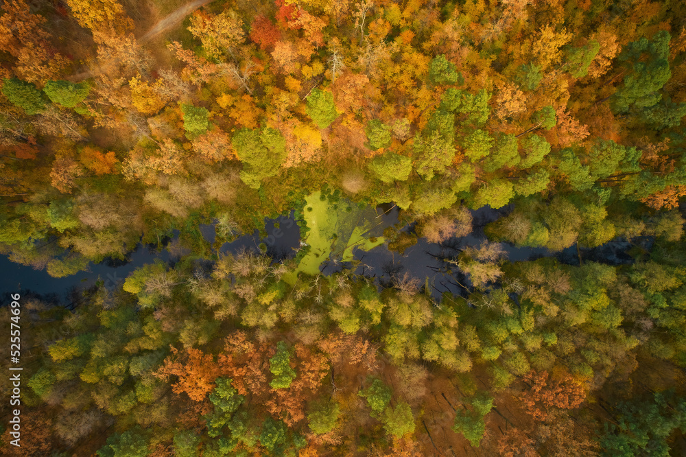 Aerial top down view of autumn forest with green and yellow trees. Mixed deciduous and coniferous forest. Aerial top down view of autumn forest with green and yellow trees. Mixed deciduous and coniferous forest.