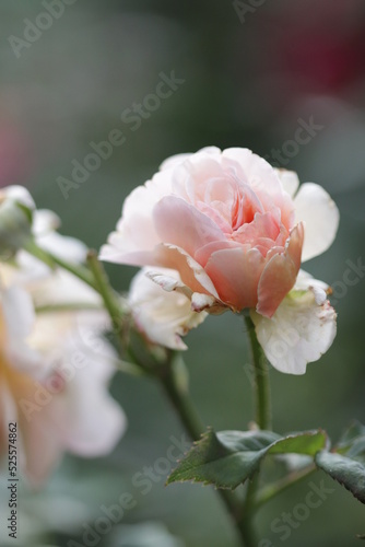 close up of a flower   macro flower portrait 