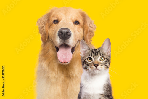 Fototapeta Naklejka Na Ścianę i Meble -  cute kitty cat and golden retriever dog together 