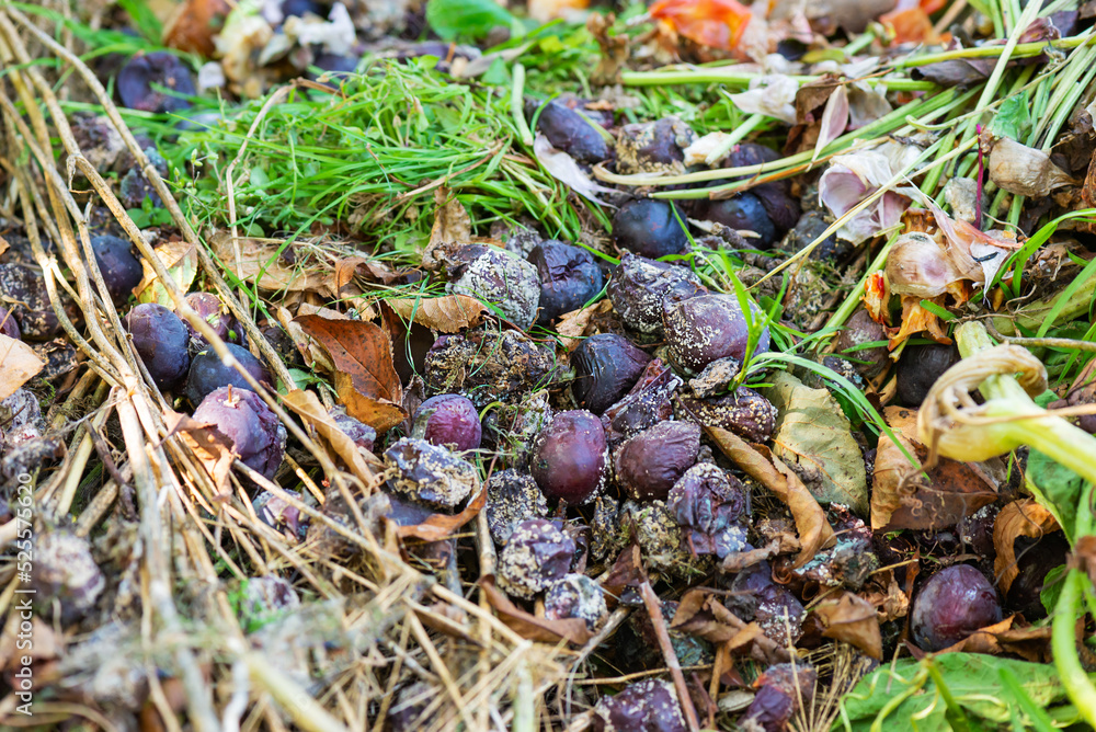 Pile of rotten plums on the ground, food waste. Stock Photo Adobe Stock