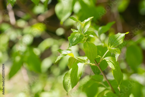 Cornelian cherry dogwood leaves Cornus mas on a tree branch in spring  selective focus