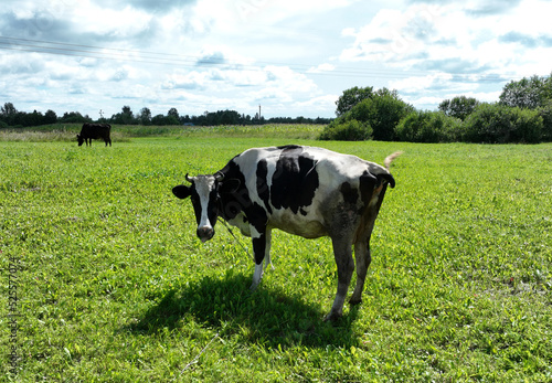 Cow in field at farm, drone view. Cows graze on field with green grass. Cow grazes eating grass to make fresh milk. Floating farms in field. Cows and livestock. Animal husbandry at farm field.