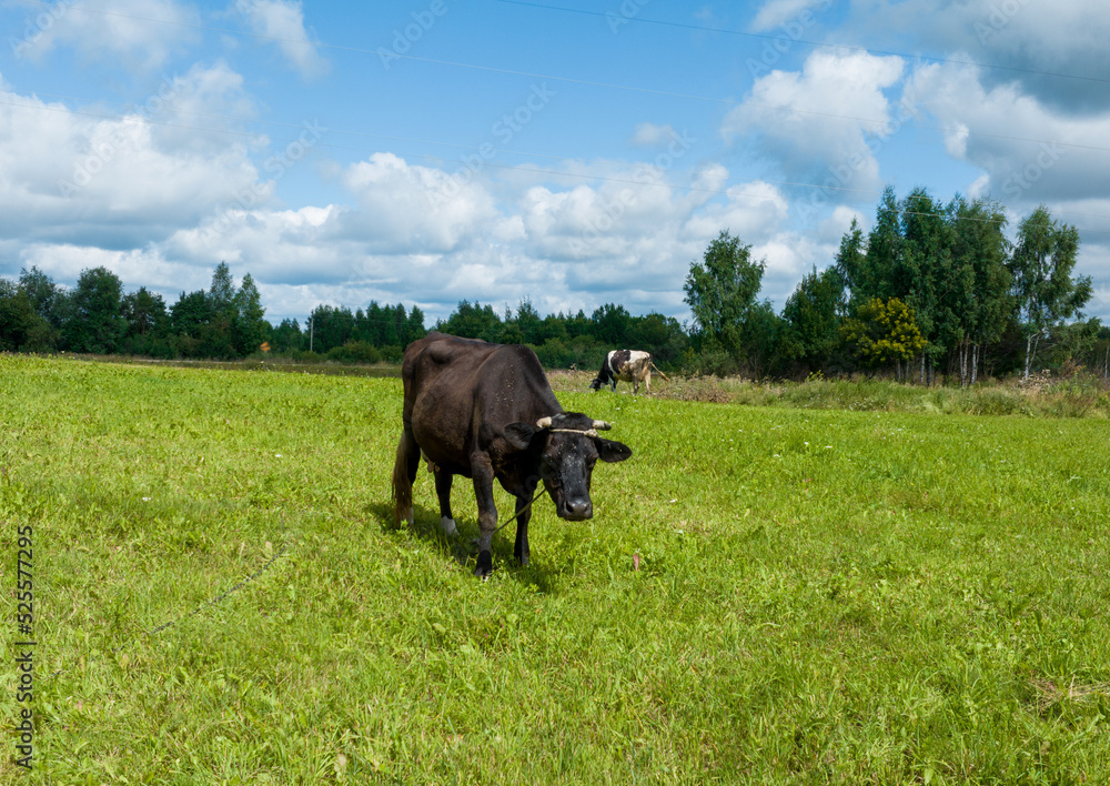 Fototapeta premium Cow in field, drone view. Cows graze on field with green grass at farm. Farm field with cow grazes eating grass to make fresh milk. Floating farms in field Cows and livestock. Animal husbandry.