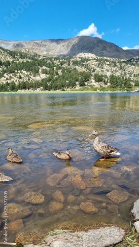 Estany Long, étang long. Les Bouillouses, Pyrénées Orientales, France photo