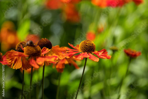 Beautiful autumn orange flowers.