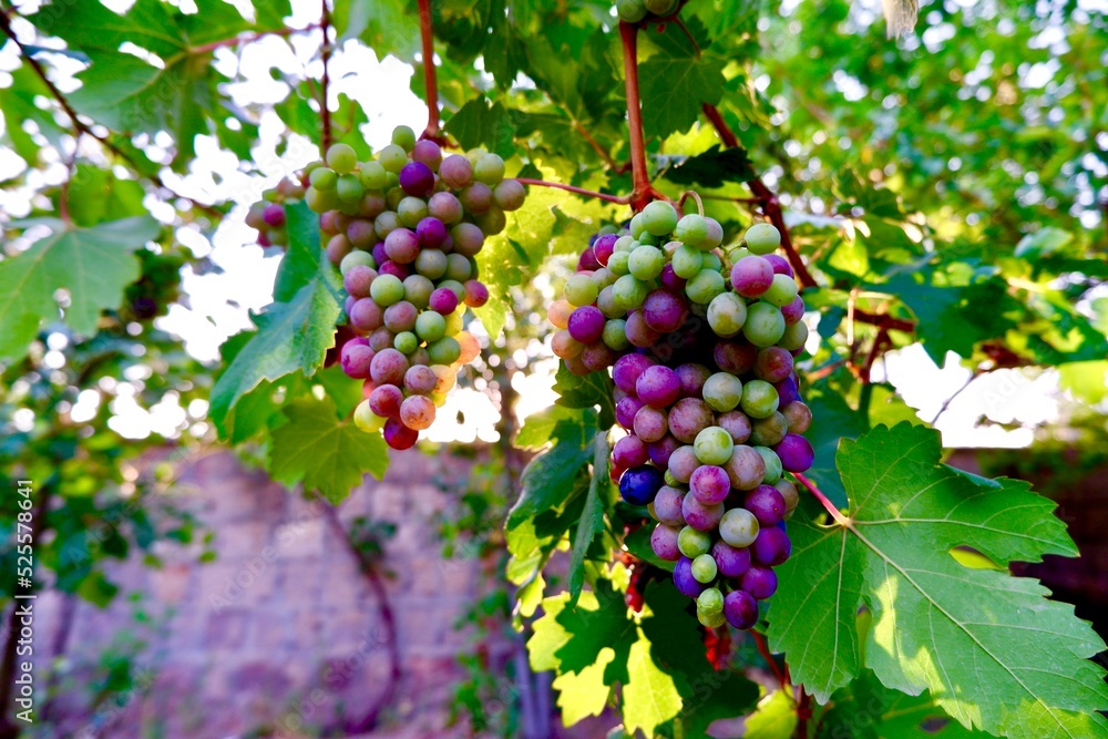 bunch of grapes on branch