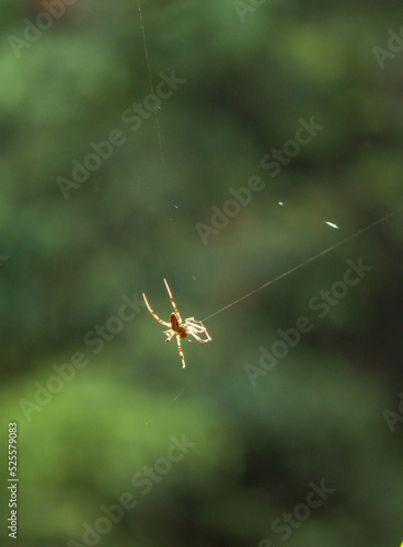 tropical tent web spider