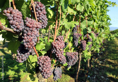 Many bunches of Pinot gris grape, purple and  pinkish variety, hanging on vine just before the harvest.	 photo