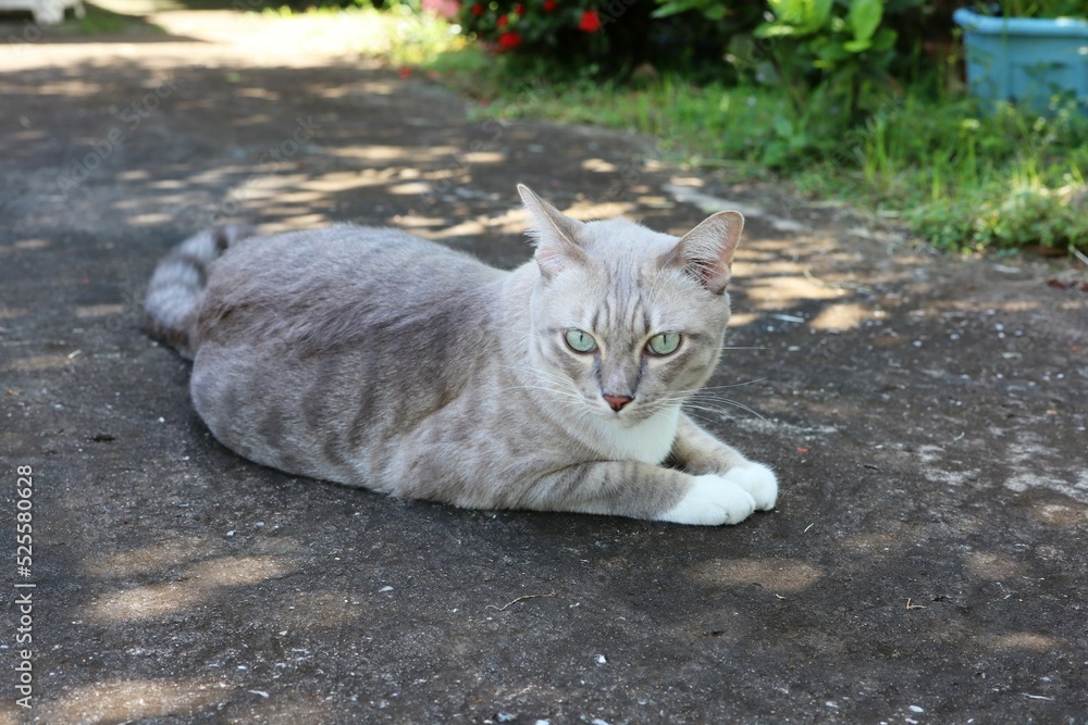 Obraz premium cat in the garden