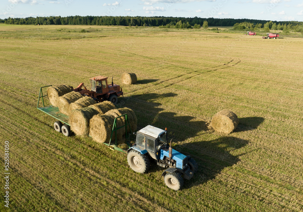 Obraz premium Hay Making in autumn season. Farmer loading round bales of straw from Hay Trailer with a front end loader. Store hay at farm. Hay rolls as Forage feed for livestock.