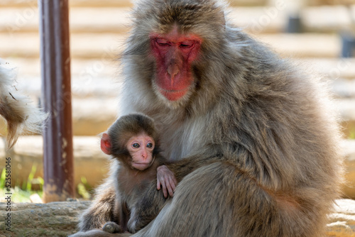 Photography Baby Japanese monkey and mother in Arashiyama, Kyoto.