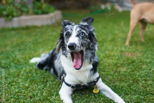 Dog on the grass