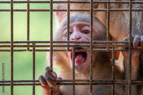 Japanese baby macaque in Arashiyama  Kyoto.