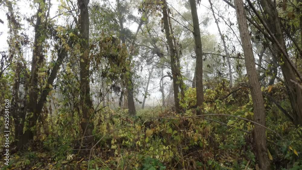 Trees in the fog in a wild gloomy forest in autumn wet weather Trees in the fog in a wild gloomy forest in autumn wet weather