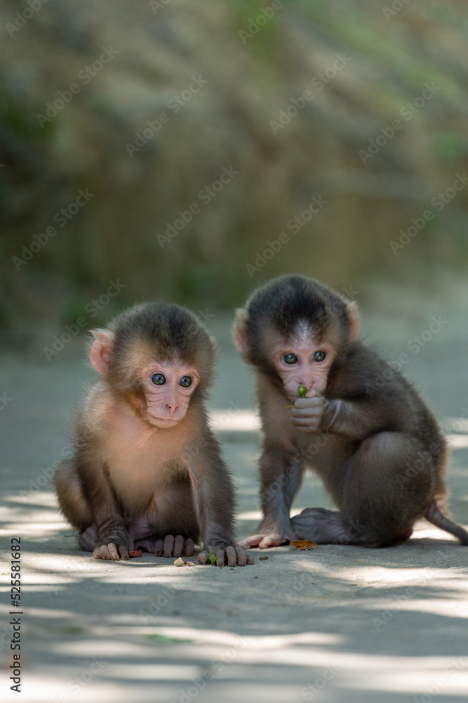 Two baby Japanese monkeys play with each other in Arashiyama, Kyoto Two baby Japanese monkeys play with each other in Arashiyama, Kyoto