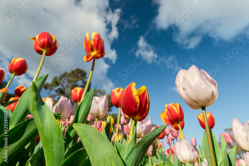 An image of beautiful tulip and blue sky background on sunny day at Araluen Botanic Park  Perth  Western Australia