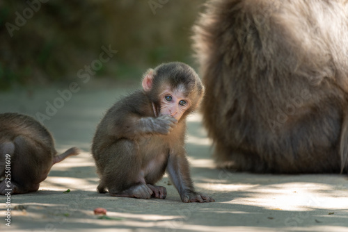 Two baby Japanese monkeys play with each other in Arashiyama, Kyoto © exs
