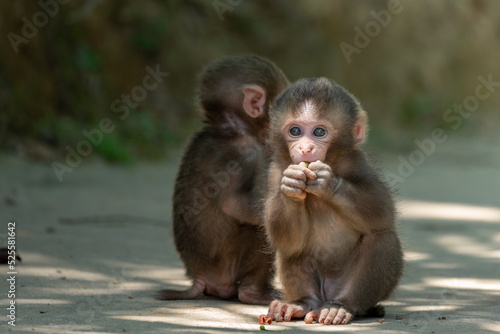 Photography Two baby Japanese monkeys play with each other in Arashiyama, Kyoto