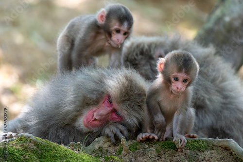 A family of Japanese monkeys in Arashiyama, Kyoto. photo