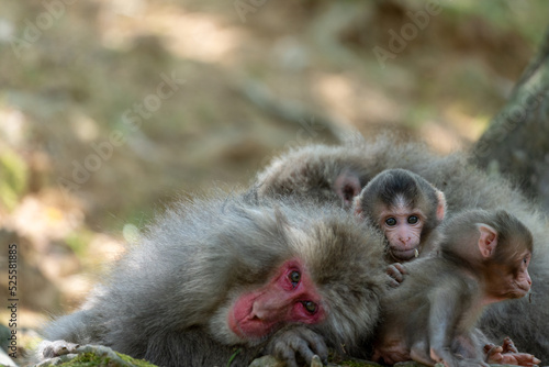A family of Japanese monkeys in Arashiyama, Kyoto. © exs