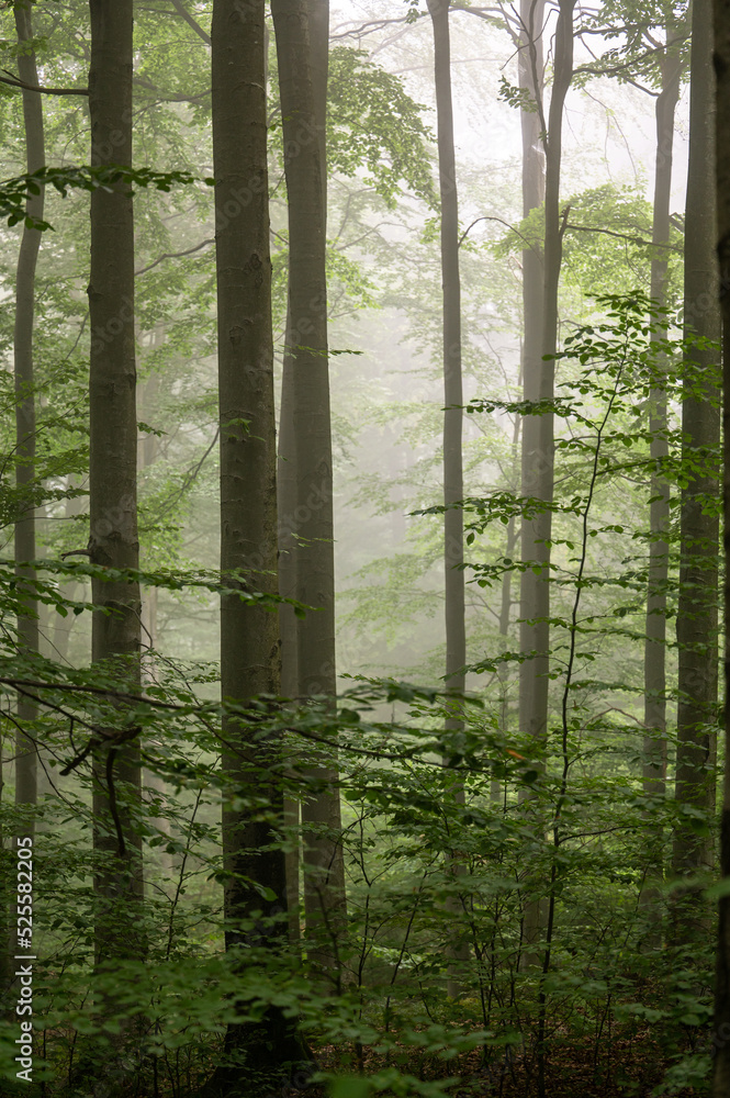 Fototapeta premium Dark, foggy, moody forest. Bieszczady Mts., Carpathians, Poland.