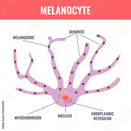 Melanocyte cell biology and skin tone pigmentation diagram. Melanin pigment production and distribution process. Melanosome transfer to keratinocytes scheme. Vector illustration.