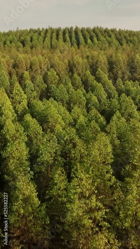 Filme aéreo, de floresta de reflorestamento, com eucaliptus voltado para a fabricação de papel e celulose, em Limeira, São Paulo, Brasil photo