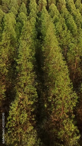 Filme aéreo, de floresta de reflorestamento, com eucaliptus voltado para a fabricação de papel e celulose, em Limeira, São Paulo, Brasil photo