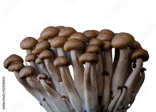mushrooms grow on a white background
