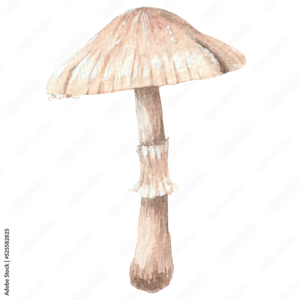 Mushroom watercolor hand painted Mushroom watercolor hand painted