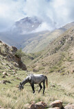 A hobbled horse grazes in the high Tian Shan Mountains of Kyrgyzstan.