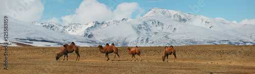 Bactrian camels in the mountain steppes of Mongolia  panoramic view