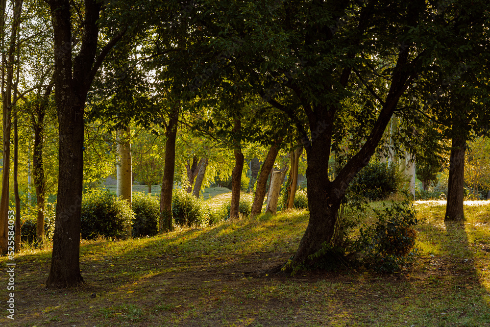trees in a park in the morning light