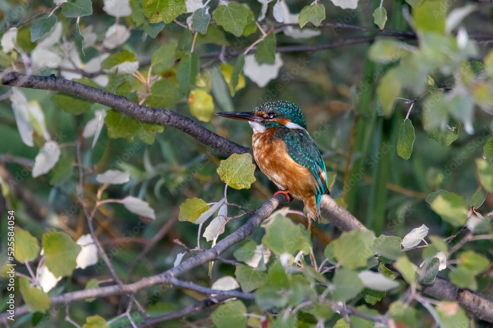 Common Kingfisher perched on a tree branch Common Kingfisher perched on a tree branch