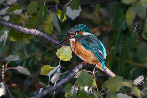 Common Kingfisher perched on a tree branch