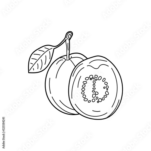 Linear Guava. Hand drawn Guava in vintage style. 
One and a half guaba fleshed guava fruits are isolated against a white background. doodle style design for coloring book.