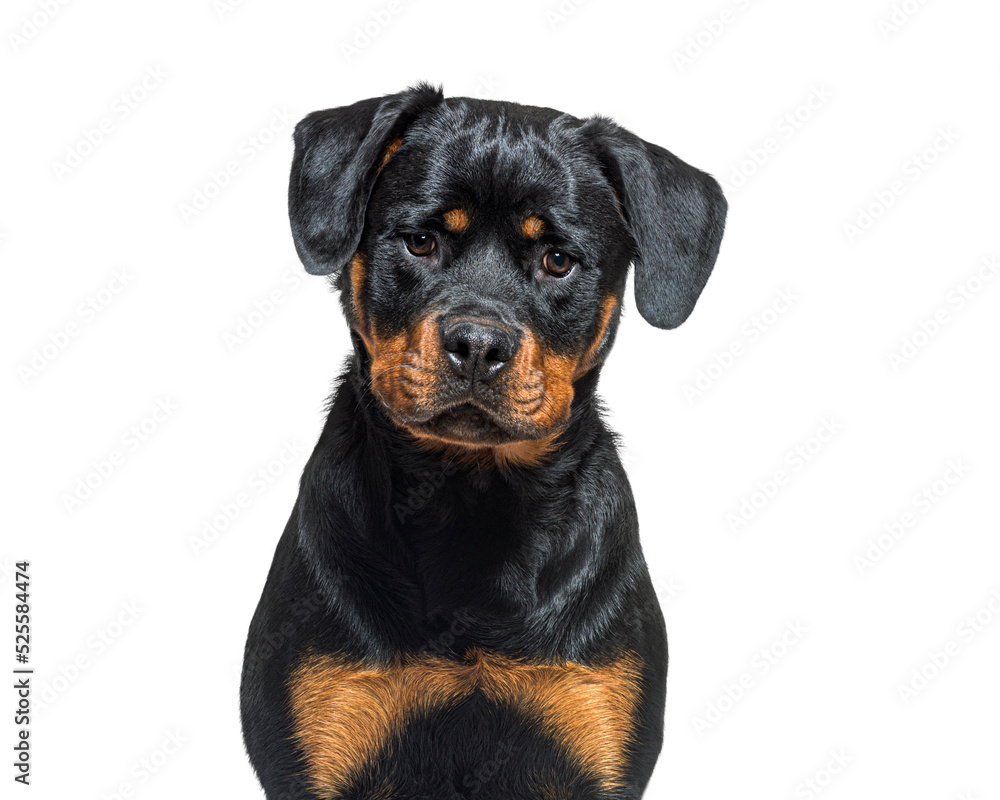 portrait headshot of a Black and tan Young Rottweiler
