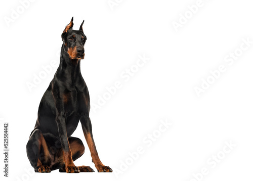 Print op canvas Doberman Pinscher sitting, isolated on white