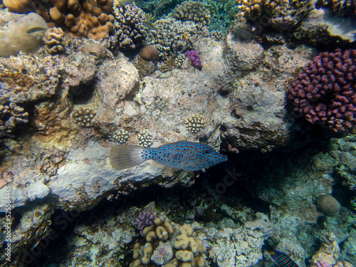Beautiful inhabitants of the underwater world in the Red Sea  Hurghada  Egypt