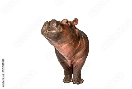 Fototapeta Naklejka Na Ścianę i Meble -  Hippo calf, 3 months old, isolated, Hippopotamus amphibius