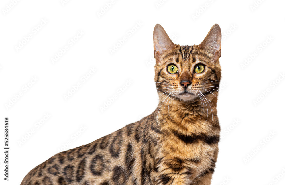 Headshot Side view of a Bengal cat
