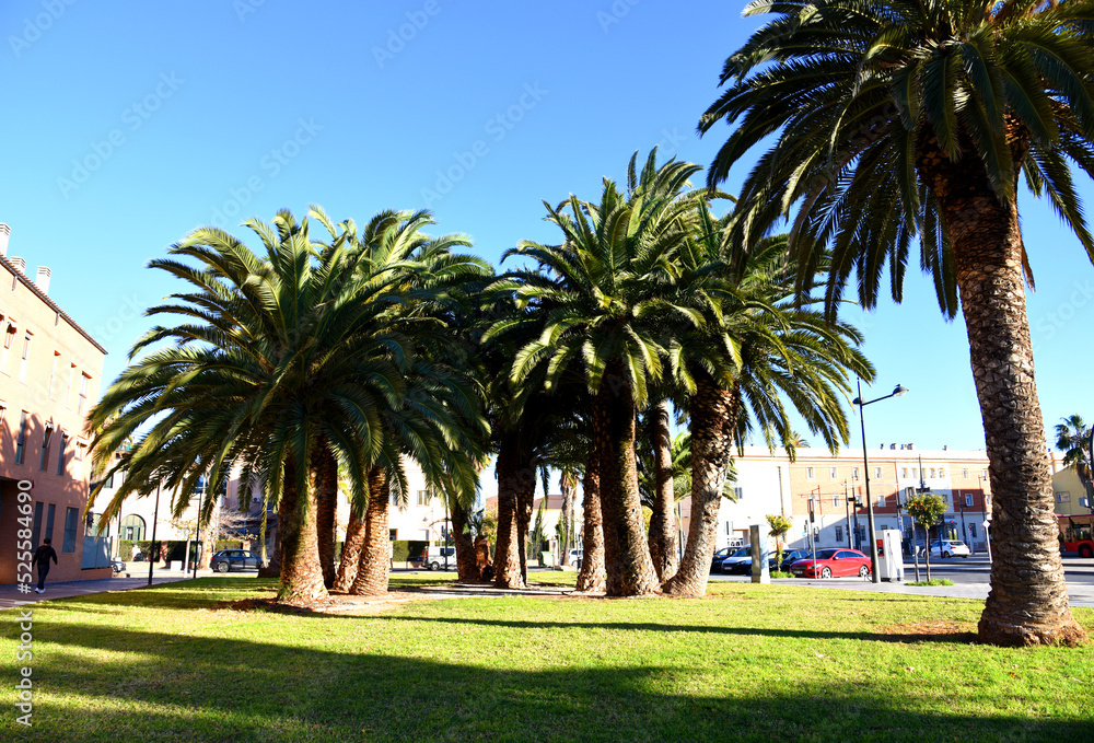 Palm trees on the street in the city in the autumn tourist season. Palm tree in the park among the trees. Big palm tree in Valencia city park. Gardens and green trees. Green grass lawn, palm trees.