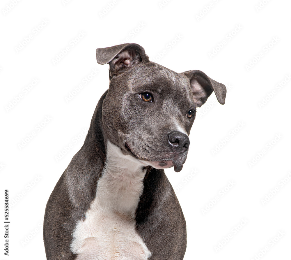American Staffordshire Terrier, AmStaff or American Staffy American Staffordshire Terrier, AmStaff or American Staffy