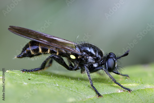 Kleine Mordfliege - Choerades femorata photo