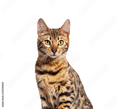 Foto Headshot Side view of a Bengal cat