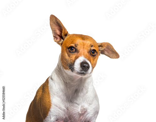 Jack russell terrier sitting in front, isolated on white