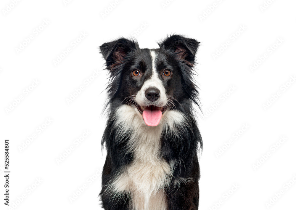 Head shot of a black and white Border Collie, panting and looking at camera