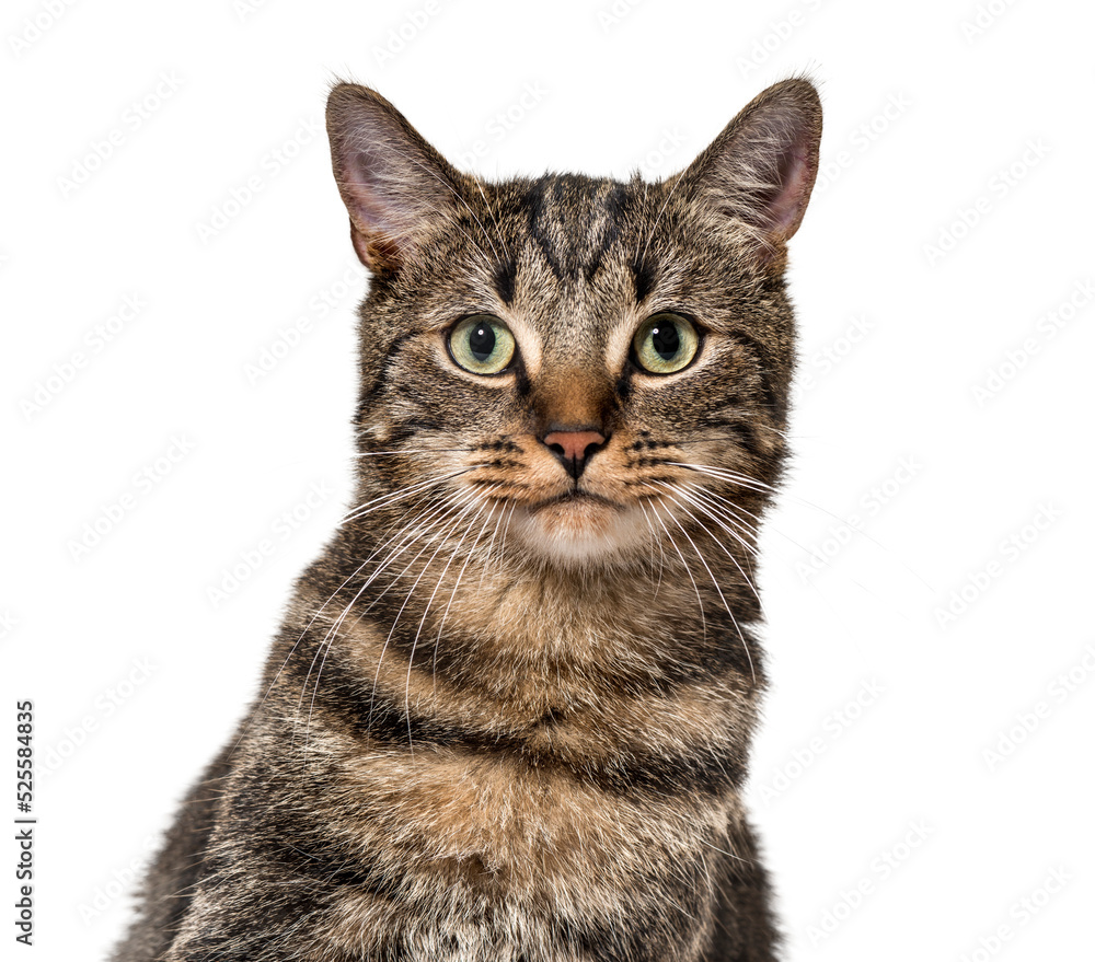 Obraz na płótnie Head shot of a Grey stripped mixed-breed cat w salonie